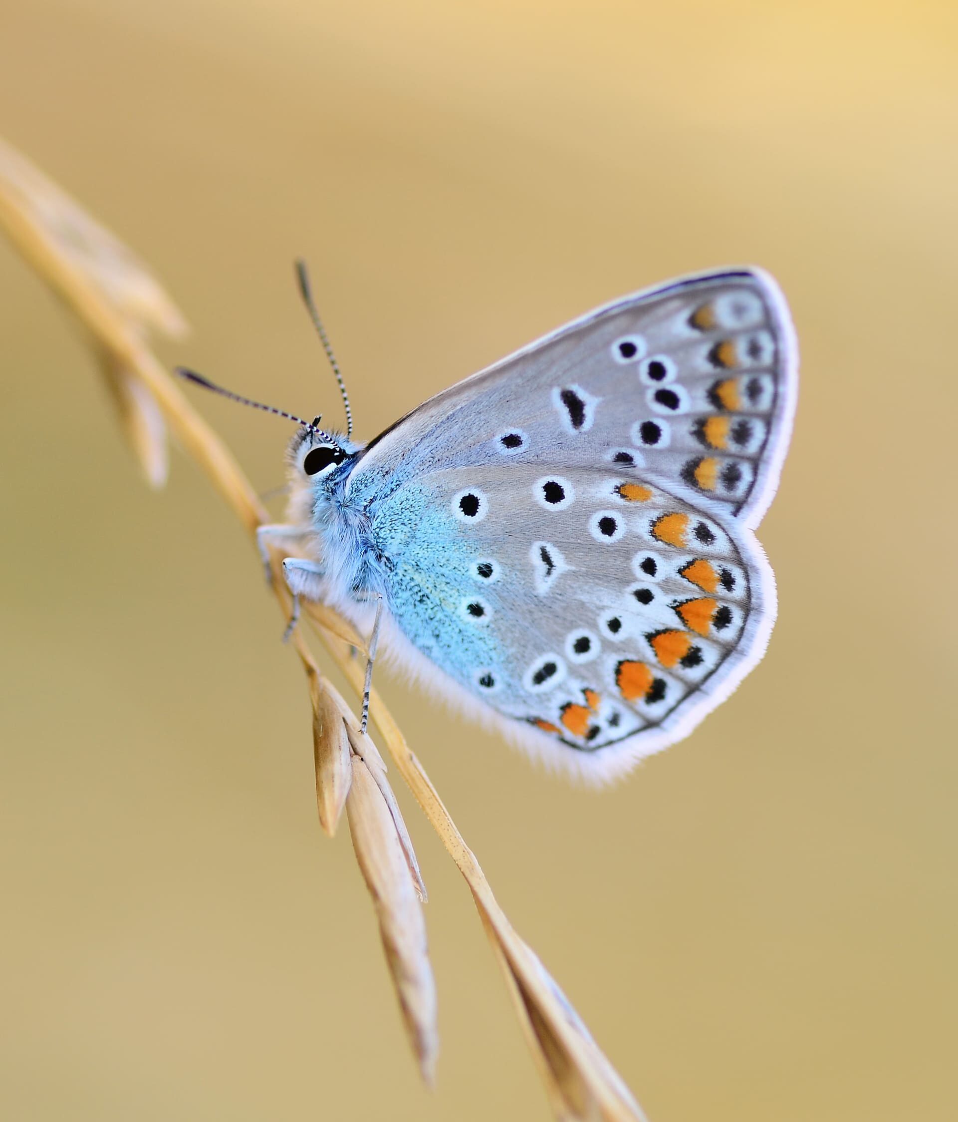 Picture credit Tomislav Ključarić