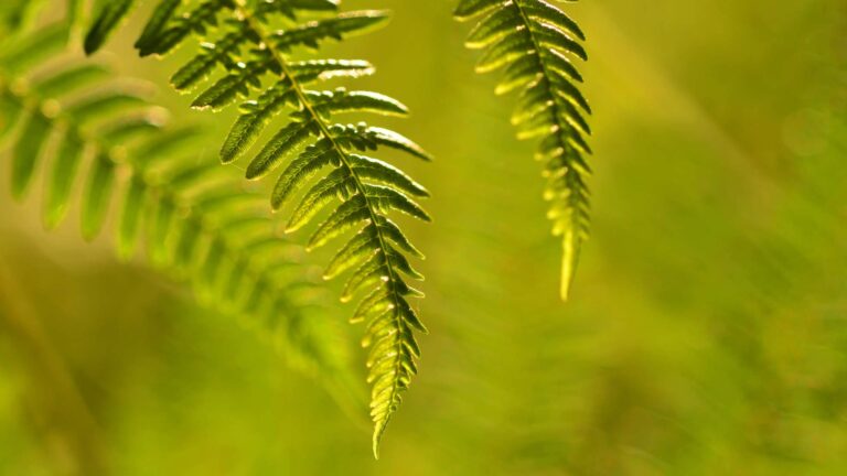 Natural cosmetics vs. Certified Natural vs. Organic Cosmetics: What’s the Real Difference?